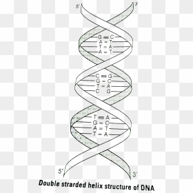 Dna Double Helix Structure Diagram In Ncert Book, HD Png Download - double helix png