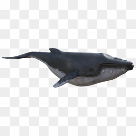 Blue Whale, HD Png Download - humpback whale png
