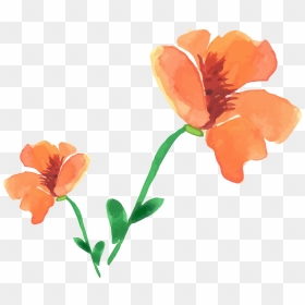Painting Poppy Flower Painted Floral Decoration - Watercolor Orange Poppy Flower, HD Png Download - poppy flower png