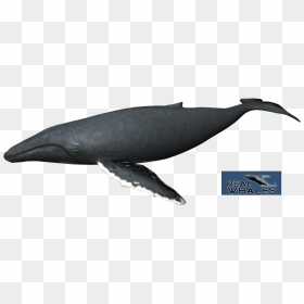 Humpback Whale Png - Grey Whale, Transparent Png - humpback whale png