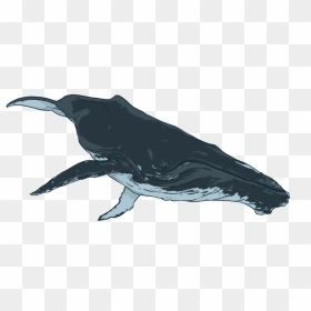 By Donating To Oceanswell, You Are Helping Us Do What - Transparent Background Baleen Whale Png, Png Download - humpback whale png