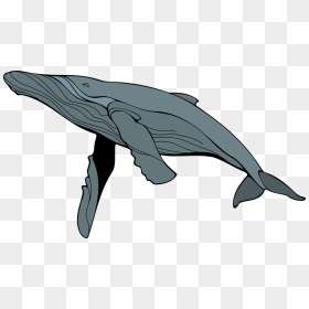 Ballena, Gris, Mam, Mamíferos - Humpback Whale Clipart, HD Png Download - humpback whale png