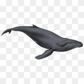 Humpback Whale Png - Baby Whale White Background, Transparent Png - humpback whale png