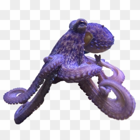 Common Octopus - Octopus, HD Png Download - octopus tentacles png