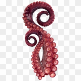 #tentacles #octopus #sticker - Octopus Tentacles Png, Transparent Png - octopus tentacles png