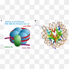 Packaging Of Dna In Eukaryotes, HD Png Download - double helix png