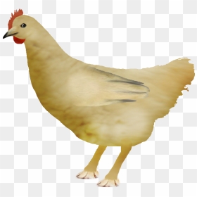 Rooster Bird Vertebrate Chicken Beak Galliformes - Chicken Doge, HD Png Download - doge meme png