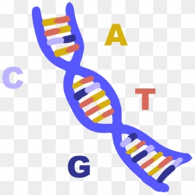 Image Of Blue Dna Helix With Base Pairs Adenine, Thymine, - Rna Clipart, HD Png Download - double helix png