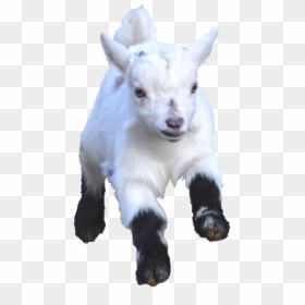 #babygoat #babygoats #goat #goats #freetoedit - Goat, HD Png Download - goat emoji png