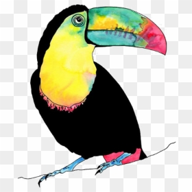 Tucan Bird Vogel Animal Birds Animals Petsandanimals - Toucan Illustration, HD Png Download - tucan png