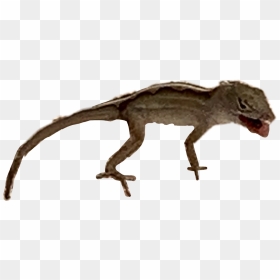 Transparent Geico Lizard Png - Marine Iguana, Png Download - geico gecko png