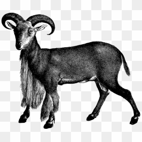 Goat, HD Png Download - goat face png