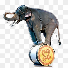 Universoul Circus Elephants , Png Download - Elephant, Transparent Png - circus elephant png