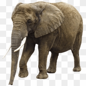 Elephant Png Image Transparent Background - Elephant Png, Png Download - circus elephant png