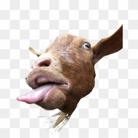 Funny Goat Png - Goat With Its Tongue Out, Transparent Png - goat face png