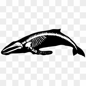 Humpback Whale Human Skeleton Blue Whale - Whale Bones Clip Art, HD Png Download - humpback whale png