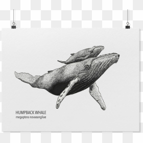 Load Image Into Gallery Viewer, Humpback Whale Art - Humpback Whale Png Outline, Transparent Png - humpback whale png