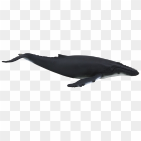 Animal Planet Mojo Humpback Whale, HD Png Download - humpback whale png