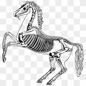 Horse Skeleton - Horse Skeleton Png, Transparent Png - skeleton arm png