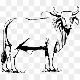 Bull Animal Cow - Bull Drawing, HD Png Download - cow vector png