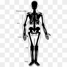 Simple Human Skeleton, HD Png Download - skeleton arm png
