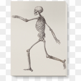 Human Skeleton, HD Png Download - skeleton arm png