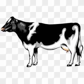 Transparent Dairy Cow Png - Realistic Cow Clip Art, Png Download - cow vector png