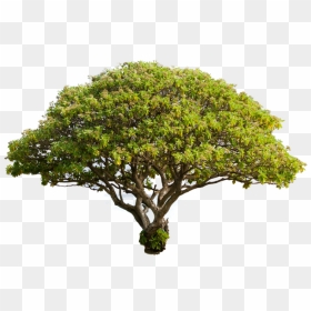 Oak Tree Transparent Background, HD Png Download - plant pngs