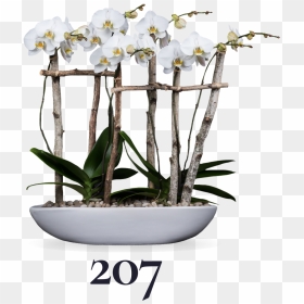 Transparent Flower Bushes Png - Moth Orchid, Png Download - flower bushes png