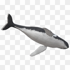 Killer Whale, HD Png Download - humpback whale png
