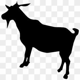 Boer Goat Dorper Cattle - Goat, HD Png Download - goat face png