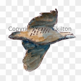 2023 By My Site Name - Sea Lion, HD Png Download - humpback whale png