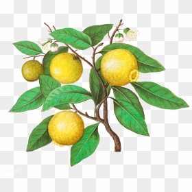 Vintage Lemon Png - Vintage Lemon Fruit Illustration, Transparent Png - lemon emoji png