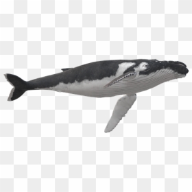 Killer Whale, HD Png Download - humpback whale png