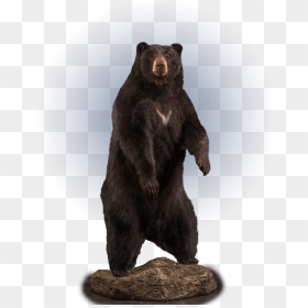 Full Size Standing Black Bear Taxidermy - American Black Bear, HD Png Download - standing bear png