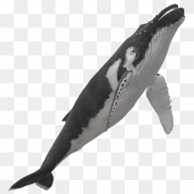 Harbour Porpoise, HD Png Download - humpback whale png