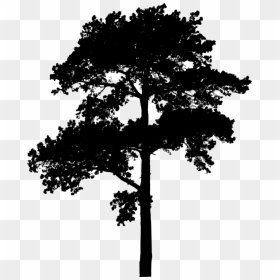Pine Family,plant,leaf, HD Png Download - pine trees silhouette png