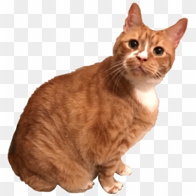 My Sweet Cat Morgan Cat Kitten Kitty Orange Tabby Morga - Cat Tabby Orange Transparent, HD Png Download - orange cat png