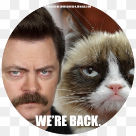 Ron Swanson Grumpy Cat Grumpy Cat The Movie Parks And - Grumpy Cat Stupid Meme, HD Png Download - ron swanson png