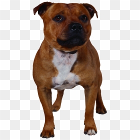 Cute Pitbull Silhouette , Png Download - Staffordshire Bull Terrier Pattern, Transparent Png - pitbull silhouette png