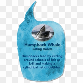 Humpback Whale Mouth , Png Download - Humpback Whale Mouth, Transparent Png - humpback whale png