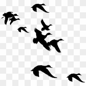 Thumb Image - Flying Duck Clipart Transparent, HD Png Download - duck clipart png