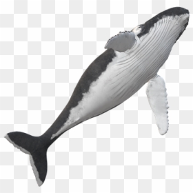 Killer Whale, HD Png Download - humpback whale png