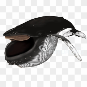 Baleen Whales Png, Transparent Png - humpback whale png
