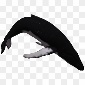 Humpback Whale With White Background Clipart , Png - Humpback Whale 01 By Deviantart, Transparent Png - humpback whale png