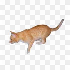 Orange Cat Png - Cat Yawns, Transparent Png - orange cat png