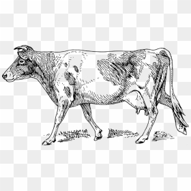Free Vector Guernsey Cow - Guernsey Cow Drawing, HD Png Download - cow vector png