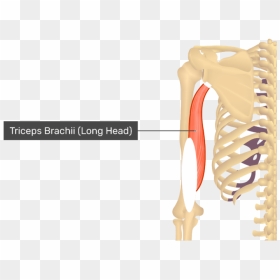 Posterior View Of The Shoulder And Arm Triceps Brachii - Triceps Brachii Png, Transparent Png - skeleton arm png