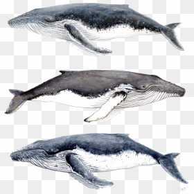 Baby Humpback Whale Drawing, HD Png Download - humpback whale png