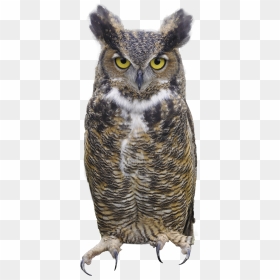 Horned Owl Clipart Silhouettes - Great Horned Owl Png, Transparent Png - owl silhouette png